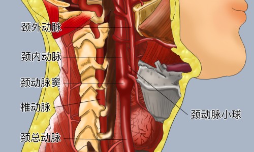 苘麻子功效和作用-苘麻子的功效作用与主治专区_炯麻的功效与作用专区_炯麻子的功效和副作用网